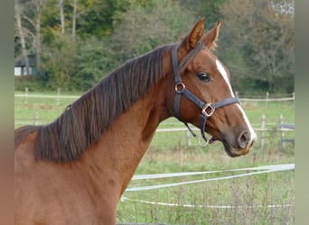 Oldenburger, Stute, 1 Jahr, 175 cm, Dunkelfuchs