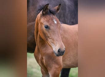 Oldenburger, Stute, 1 Jahr, Brauner