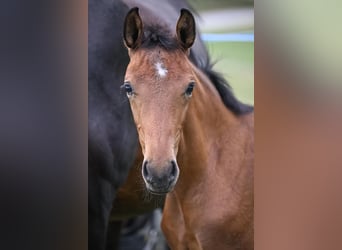 Oldenburger, Stute, 1 Jahr, Brauner