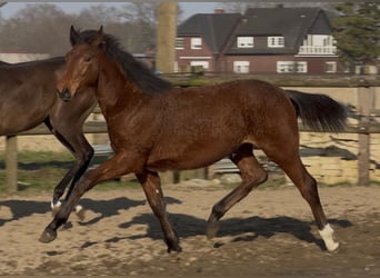 Oldenburger, Stute, 1 Jahr, Brauner