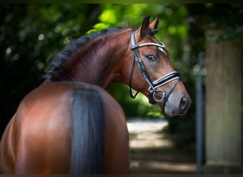 Oldenburger, Stute, 1 Jahr, Brauner