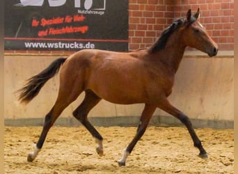 Oldenburger, Stute, 1 Jahr