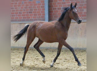 Oldenburger, Stute, 1 Jahr
