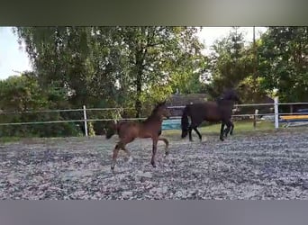 Oldenburger, Stute, 1 Jahr