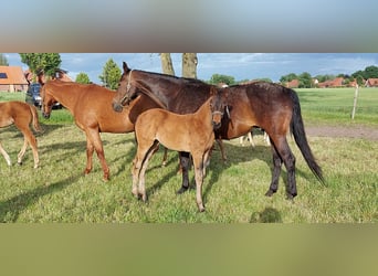Oldenburger, Stute, 1 Jahr, Dunkelbrauner