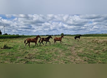 Oldenburger, Stute, 1 Jahr, Dunkelbrauner