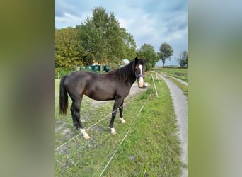 Oldenburger, Stute, 1 Jahr, Dunkelbrauner