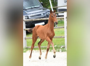 Oldenburger, Stute, 1 Jahr, Dunkelbrauner