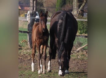 Oldenburger, Stute, 1 Jahr, Dunkelbrauner