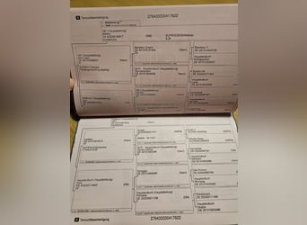 Oldenburger, Stute, 1 Jahr, Dunkelfuchs