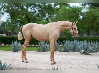 Oldenburger, Stute, 1 Jahr, Palomino
