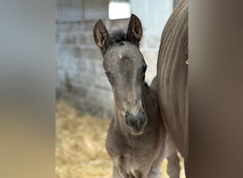 Oldenburger, Stute, 1 Jahr, Rappe