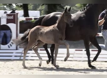 Oldenburger, Stute, 1 Jahr, Rappe