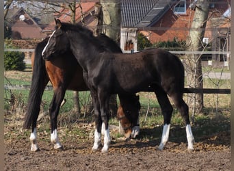 Oldenburger, Stute, 1 Jahr, Rappe