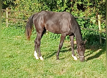 Oldenburger, Stute, 1 Jahr, Rappe
