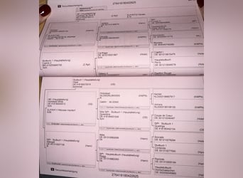 Oldenburger, Stute, 1 Jahr, Schimmel