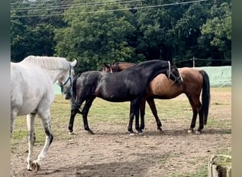 Oldenburger, Stute, 20 Jahre, 163 cm, Schwarzbrauner