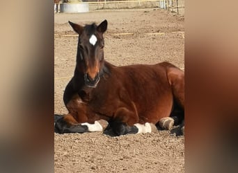 Oldenburger, Stute, 20 Jahre, 165 cm, Brauner