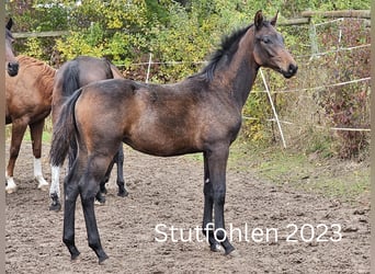 Oldenburger, Stute, 20 Jahre, 168 cm, Dunkelbrauner