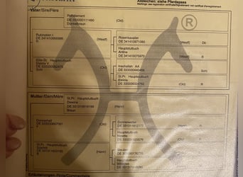 Oldenburger, Stute, 20 Jahre, 168 cm, Dunkelbrauner