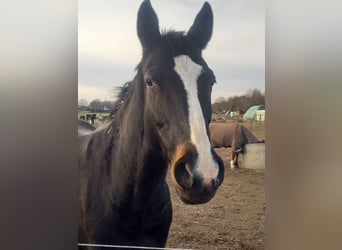 Oldenburger, Stute, 20 Jahre, 169 cm, Schwarzbrauner