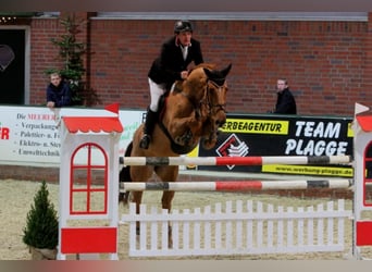 Oldenburger, Stute, 20 Jahre, 172 cm, Fuchs