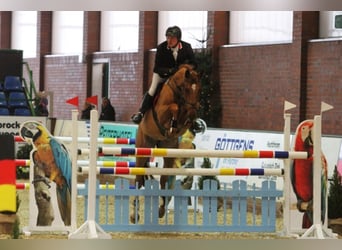 Oldenburger, Stute, 20 Jahre, 172 cm, Fuchs