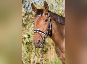 Oldenburger Mix, Stute, 21 Jahre, 165 cm, Dunkelbrauner