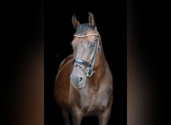 Oldenburger, Stute, 21 Jahre, 168 cm, Dunkelbrauner