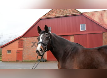 Oldenburger, Stute, 21 Jahre, 170 cm, Brauner