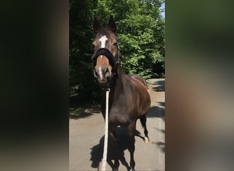 Oldenburger, Stute, 22 Jahre, 162 cm, Dunkelbrauner