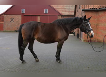Oldenburger, Stute, 22 Jahre, 170 cm, Brauner