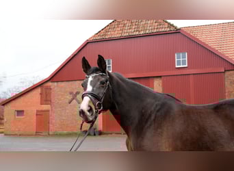 Oldenburger, Stute, 22 Jahre, 170 cm, Brauner