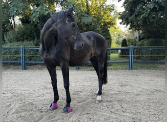 Oldenburger, Stute, 23 Jahre, 163 cm, Dunkelbrauner