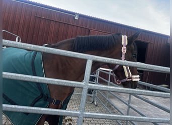 Oldenburger, Stute, 23 Jahre, 165 cm, Dunkelfuchs