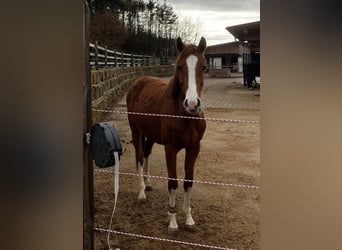 Oldenburger, Stute, 2 Jahre, 153 cm, Dunkelfuchs