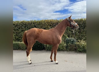 Oldenburger, Stute, 2 Jahre, 159 cm, Fuchs