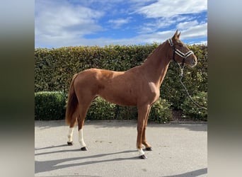Oldenburger, Stute, 2 Jahre, 159 cm, Fuchs