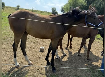 Oldenburger, Stute, 2 Jahre, 160 cm, Brauner
