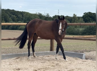 Oldenburger, Stute, 2 Jahre, 160 cm, Brauner