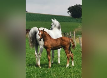 Oldenburger, Stute, 2 Jahre, 160 cm, Fuchs