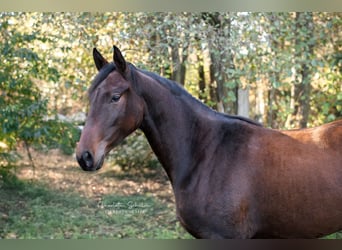 Oldenburger, Stute, 2 Jahre, 165 cm, Brauner