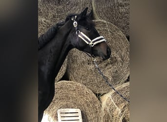 Oldenburger, Stute, 2 Jahre, 165 cm, Dunkelbrauner