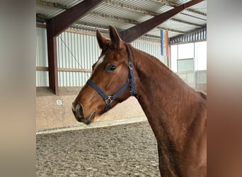 Oldenburger, Stute, 2 Jahre, 165 cm, Fuchs