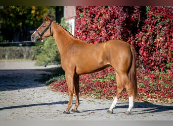 Oldenburger, Stute, 2 Jahre, 165 cm, Fuchs