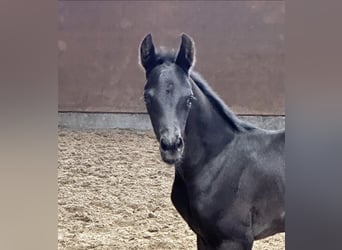 Oldenburger, Stute, 2 Jahre, 165 cm, Rappe
