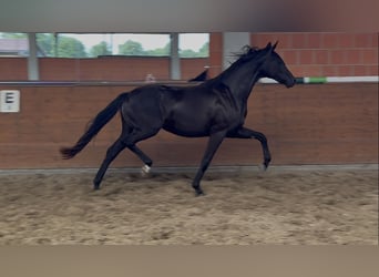 Oldenburger, Stute, 2 Jahre, 165 cm, Rappe