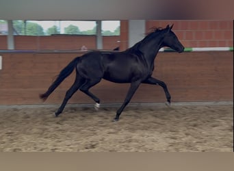 Oldenburger, Stute, 2 Jahre, 165 cm, Rappe