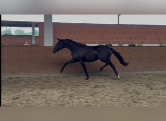 Oldenburger, Stute, 2 Jahre, 165 cm, Rappe