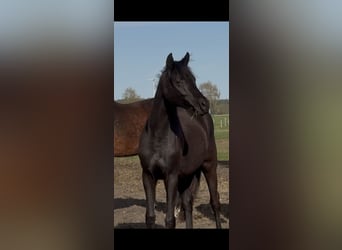 Oldenburger, Stute, 2 Jahre, 165 cm, Rappe